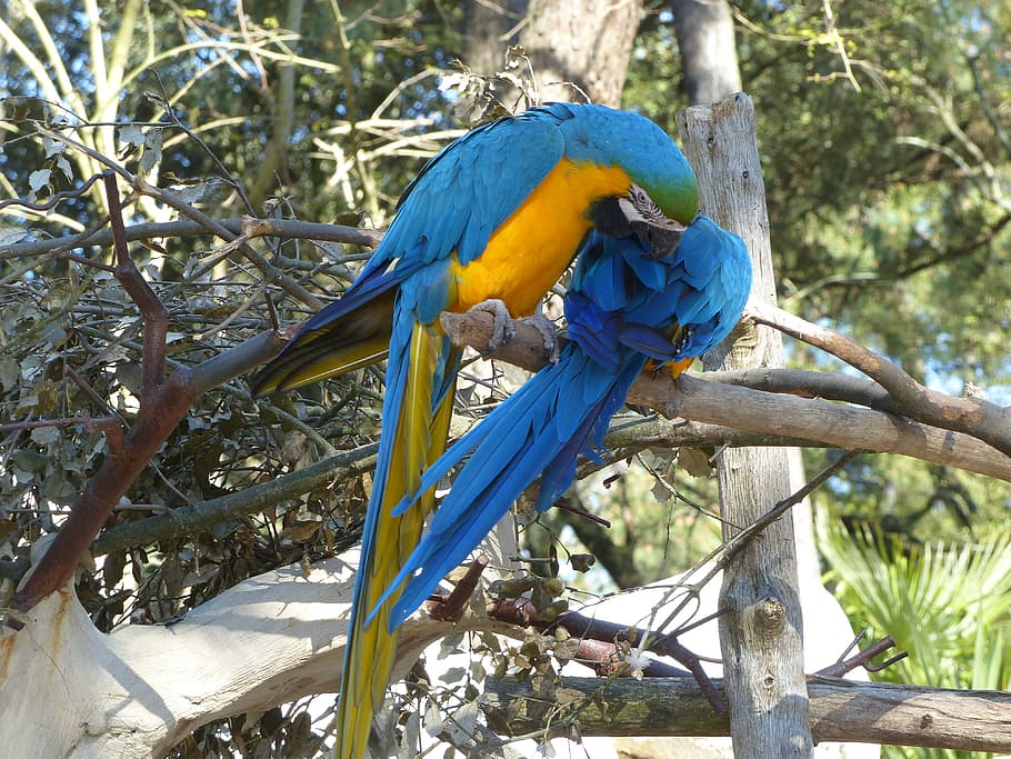 ara, blue, yellow, blue and yellow macaw, brazilwood, zoo, the palmyra, HD wallpaper