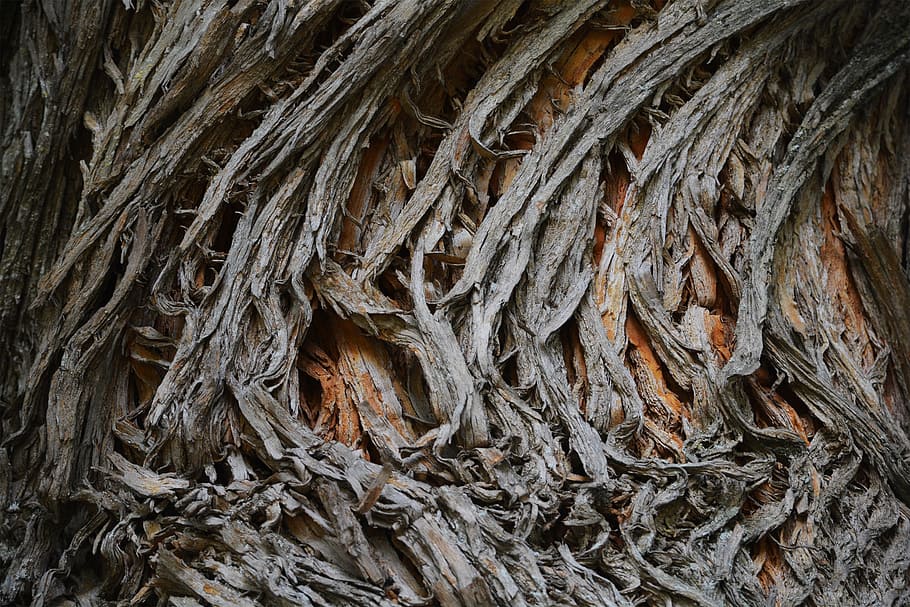 nature, tree, bark, natural, forest, environment, season, outdoor HD wallpaper