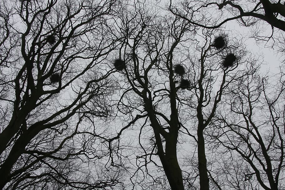 trees, autumn, wood, log, branch, landscape, nests, crow's nests HD wallpaper