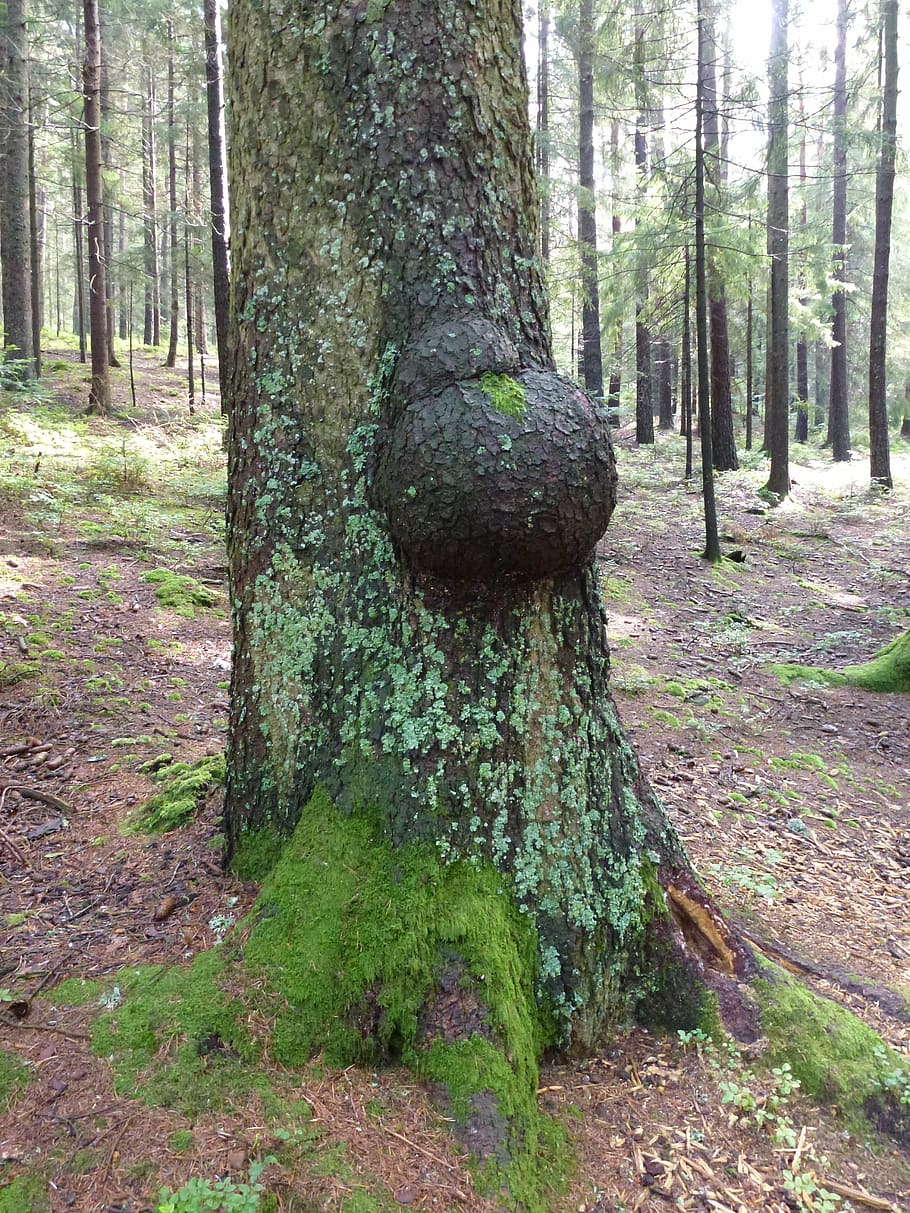 tree, sprouted grains, proliferation, forest, malformation HD wallpaper