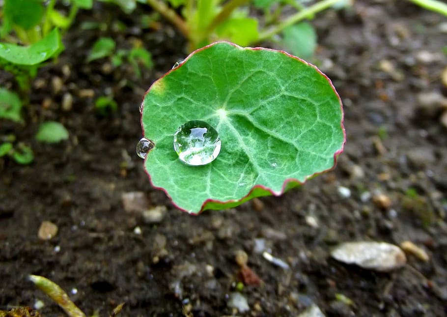 Nature, Drop, Macro, Cress, green, dew-drop, raindrop, raindrops HD wallpaper