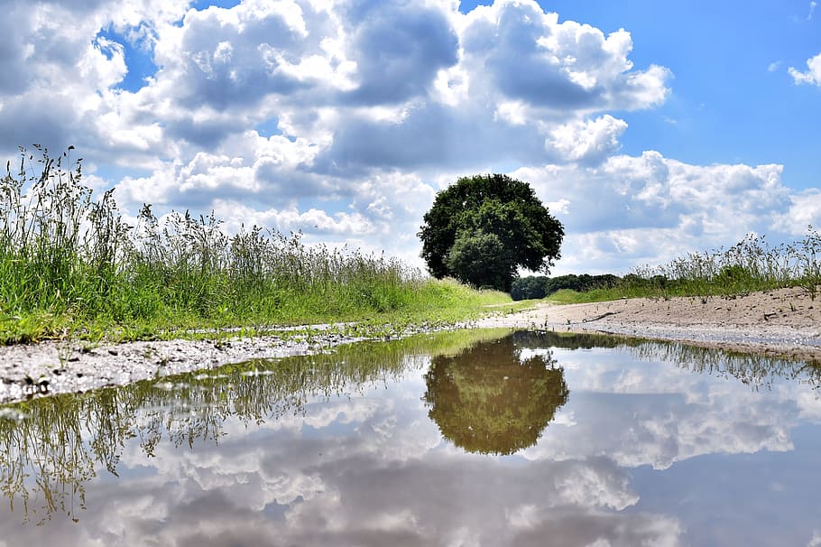 Puddle, Mirroring, Tree, Field, perspective, rain, water, wet HD wallpaper