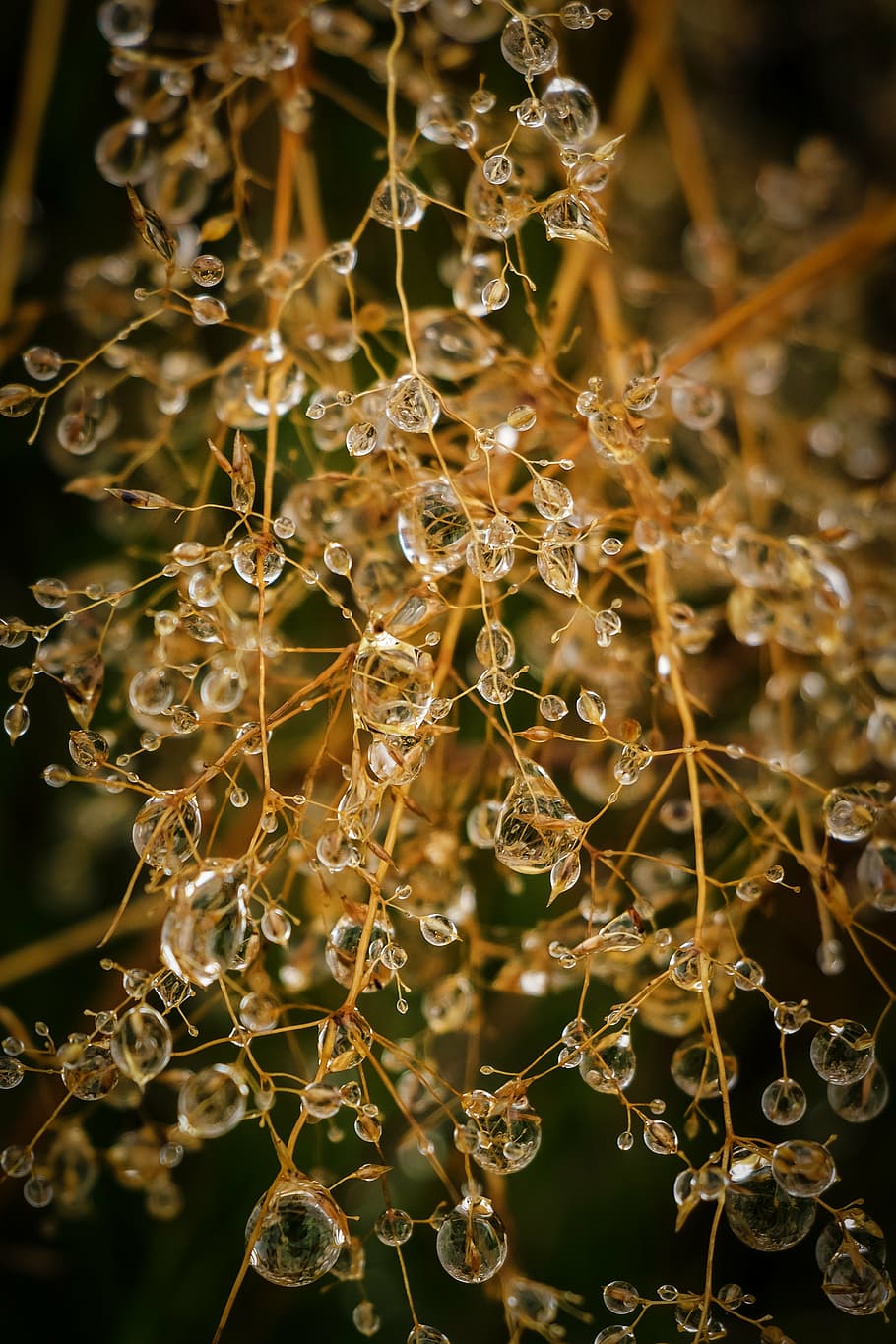 photography of water drops, nature, water droplets, rain, dew HD wallpaper