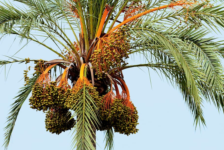 mallorca spain, palm, fruit, fronds, balearic, seeds, green, HD wallpaper