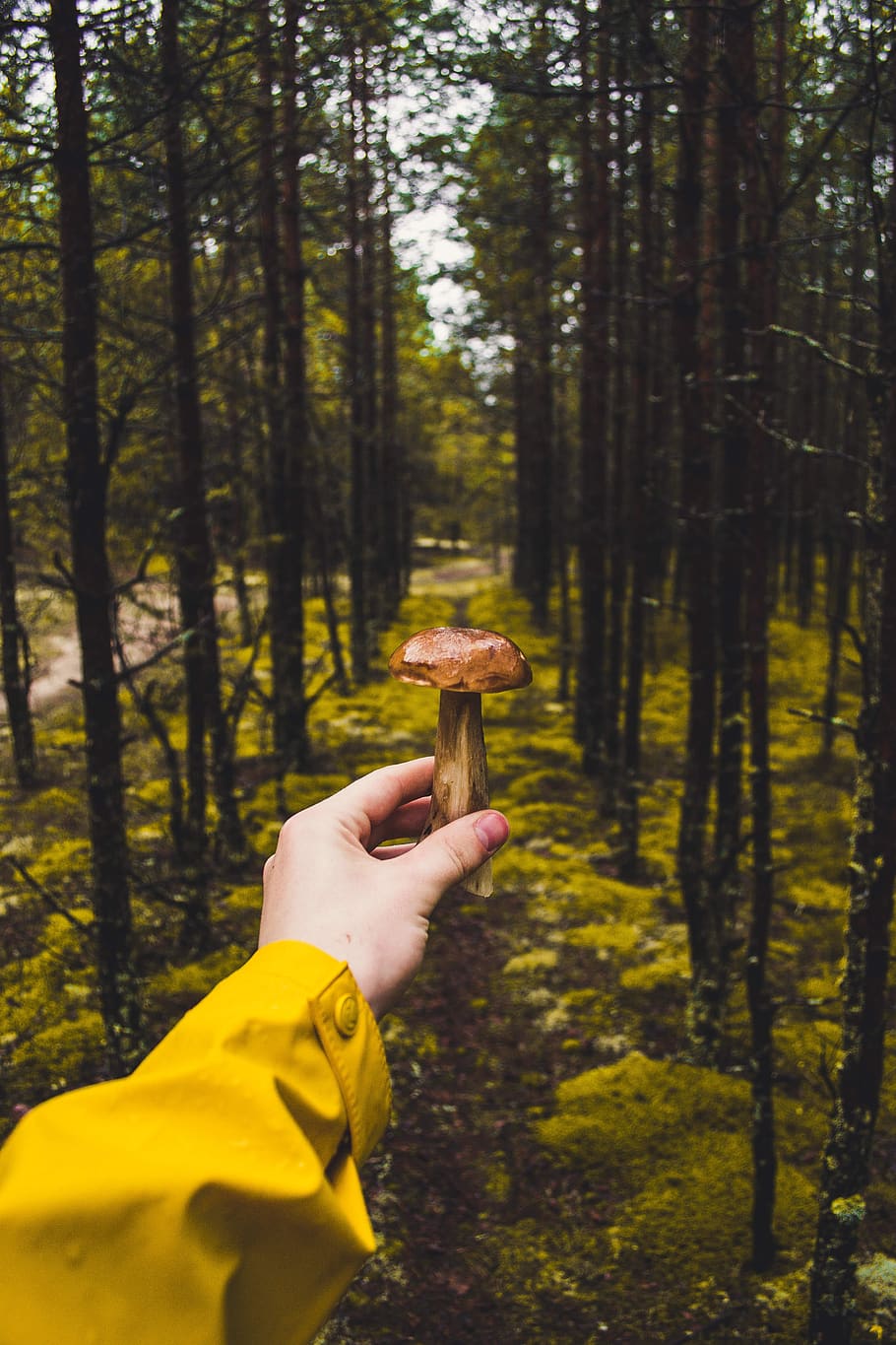 hand, macro, mushroom, outdoors, toadstool, trees, woods, human hand HD wallpaper