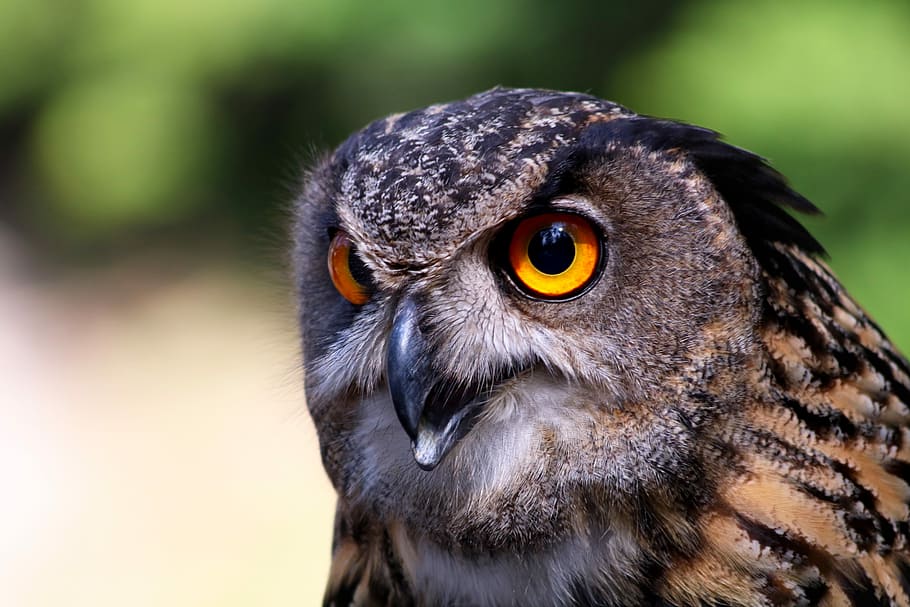 night bird, predator, beak, feather, owl, animal themes, one animal HD wallpaper