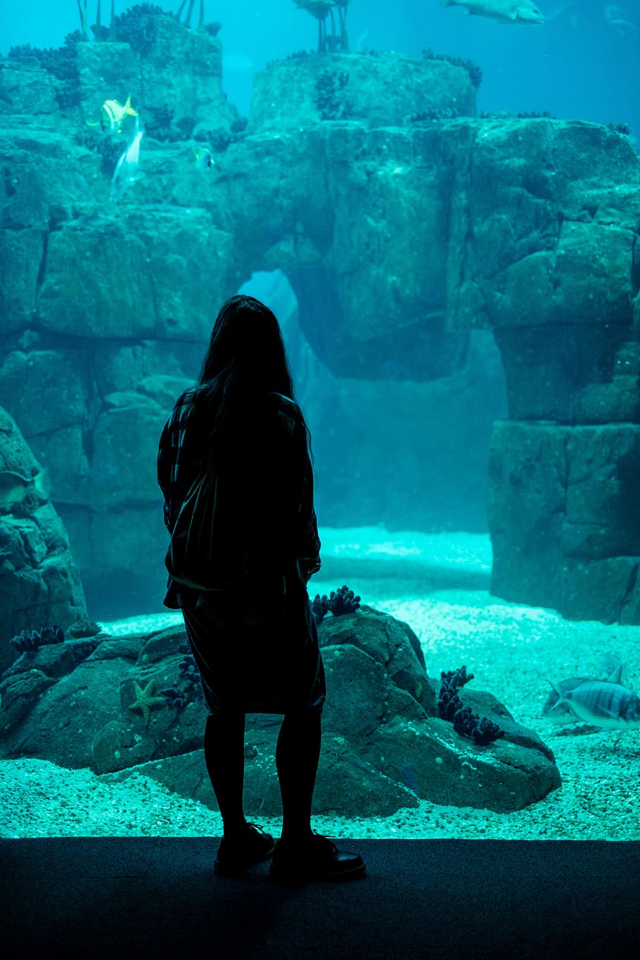 woman standing on giant aquarium, fish, corals, starfish, sand HD wallpaper