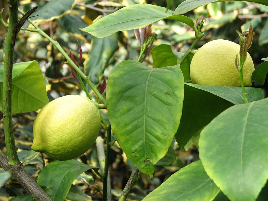 lemon, lemon tree, citrus, leaf, plant part, growth, food, fruit HD wallpaper