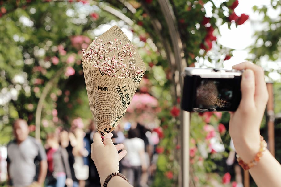 person taking photo of pink flower wrapped with paper in red rose vine covered arc at daytime HD wallpaper
