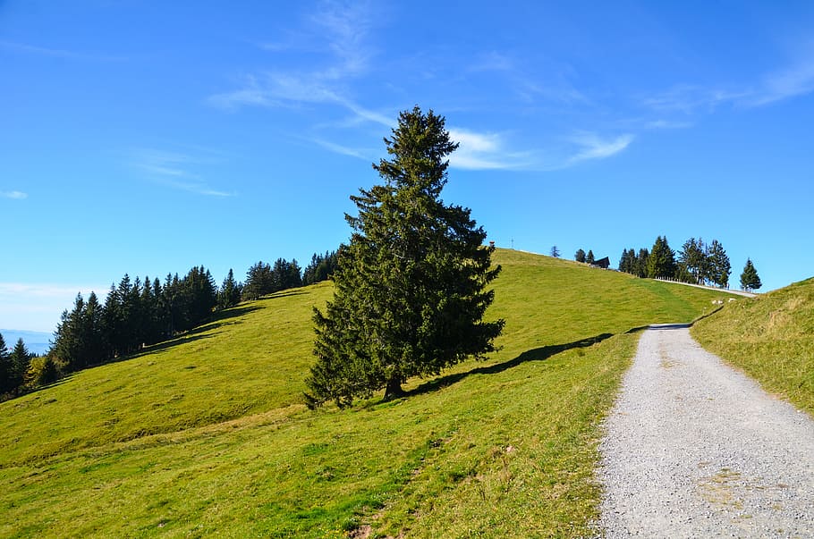 alpine, rigi, trail, hiking, holiday, holidays, nature, fir HD wallpaper