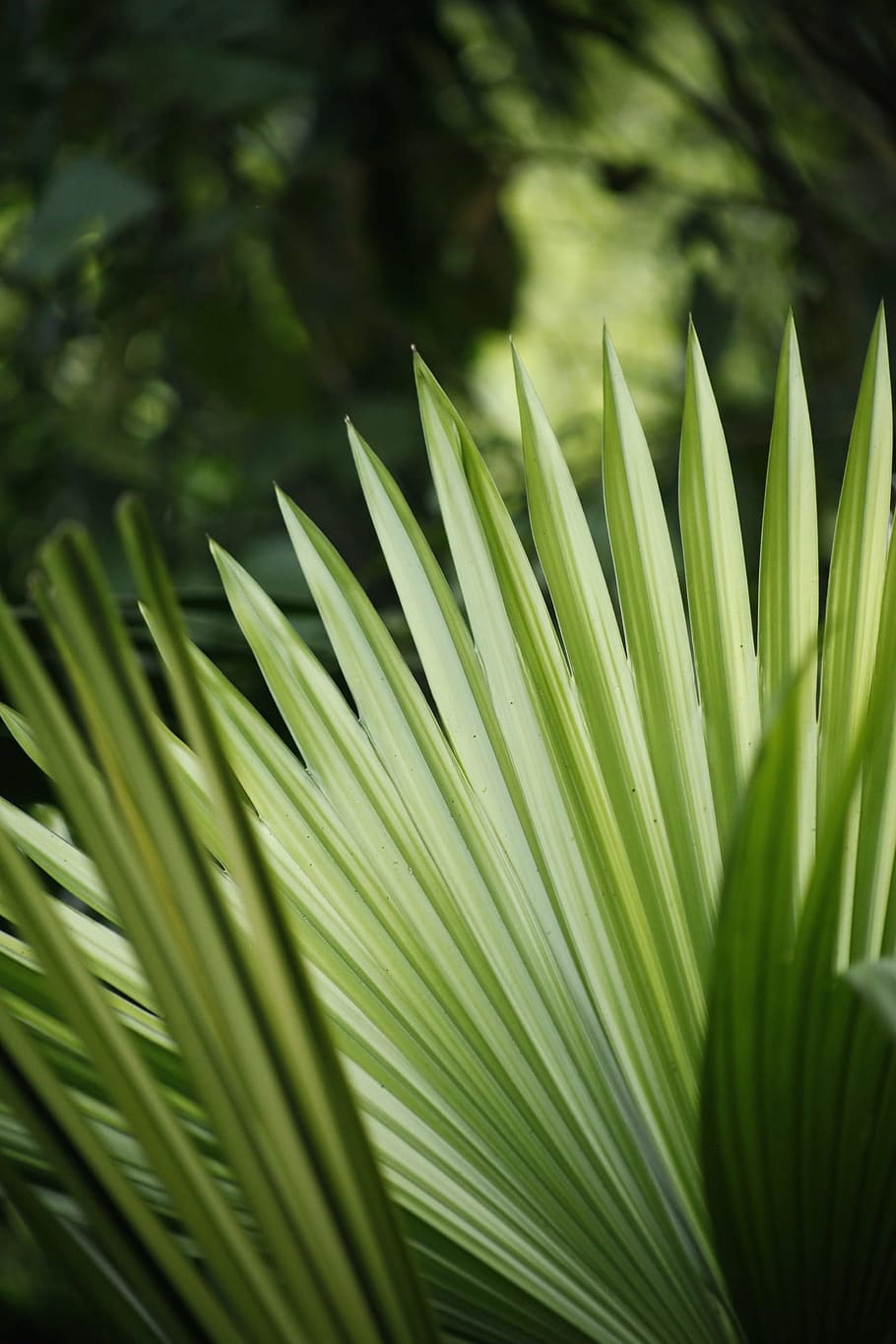green fan palm, blur, close-up, environment, focus, garden HD wallpaper