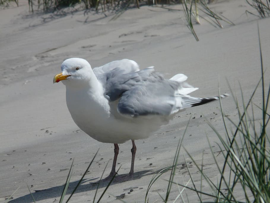 Herring Gull, Seagull, Up, Windy, fluffed up, larus argentatus, HD wallpaper
