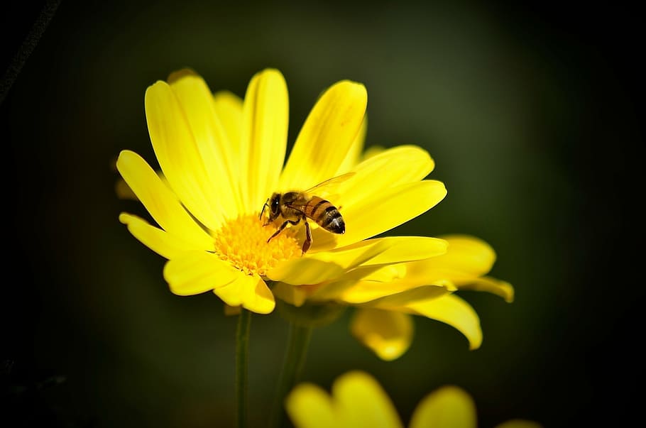 daisy, bee, yellow, beautiful, flower, spring, nature, floral HD wallpaper