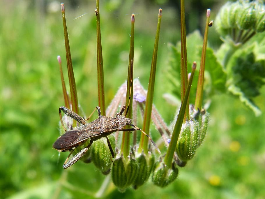 insect, antennas, bug, hemptero, animal wildlife, animal themes HD wallpaper
