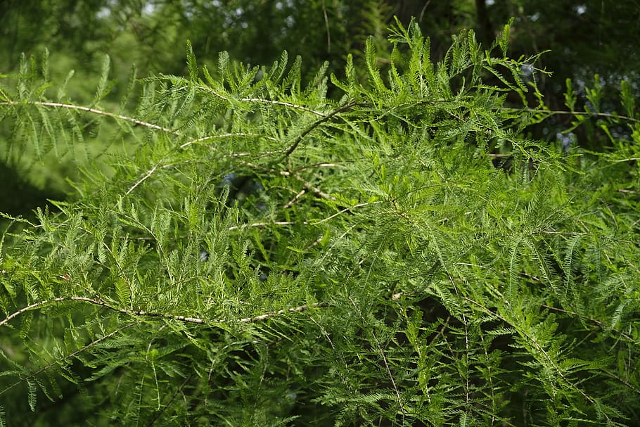 tree, leaves, needles, aesthetic, conifer, nature, plant, green HD wallpaper