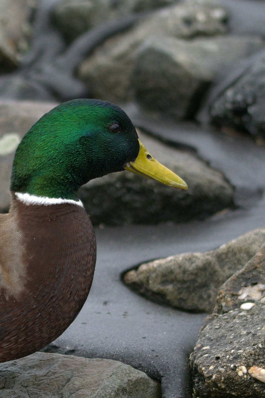 duck, ducks, bird, drake, animal, animal portrait, water bird HD wallpaper