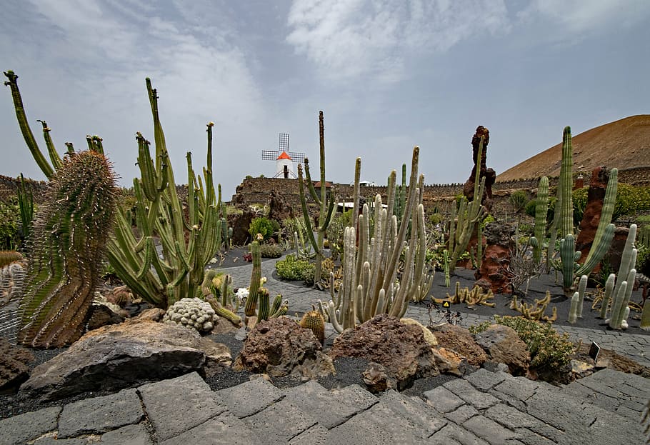 jardin de cactus, lanzarote, spain, africa attractions, guatiza, HD wallpaper