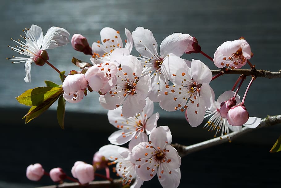 Blossom, Spring, Bloom, White, pink, nature, flower, fragility HD wallpaper