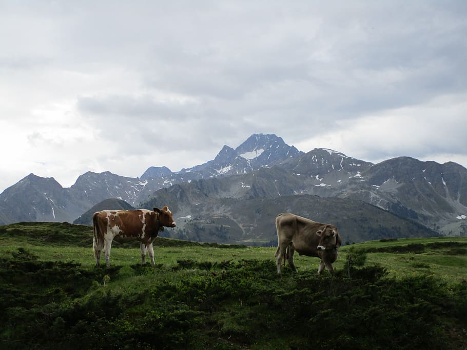 mountain, landscape, meadow, grass, nature, graze, animals HD wallpaper