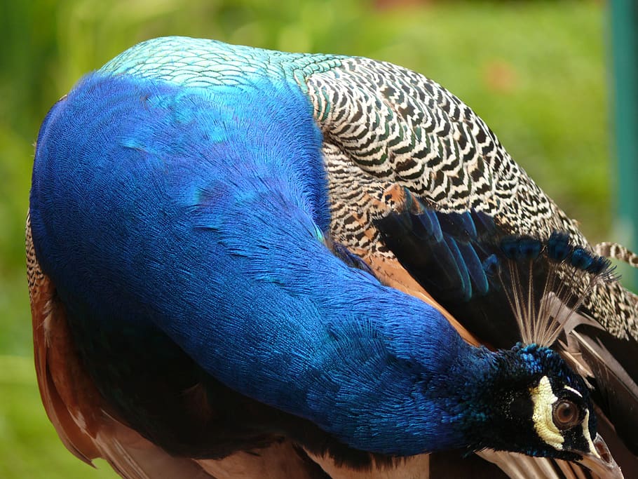 peacock, bird, iridescent, animal themes, animal wildlife, vertebrate HD wallpaper