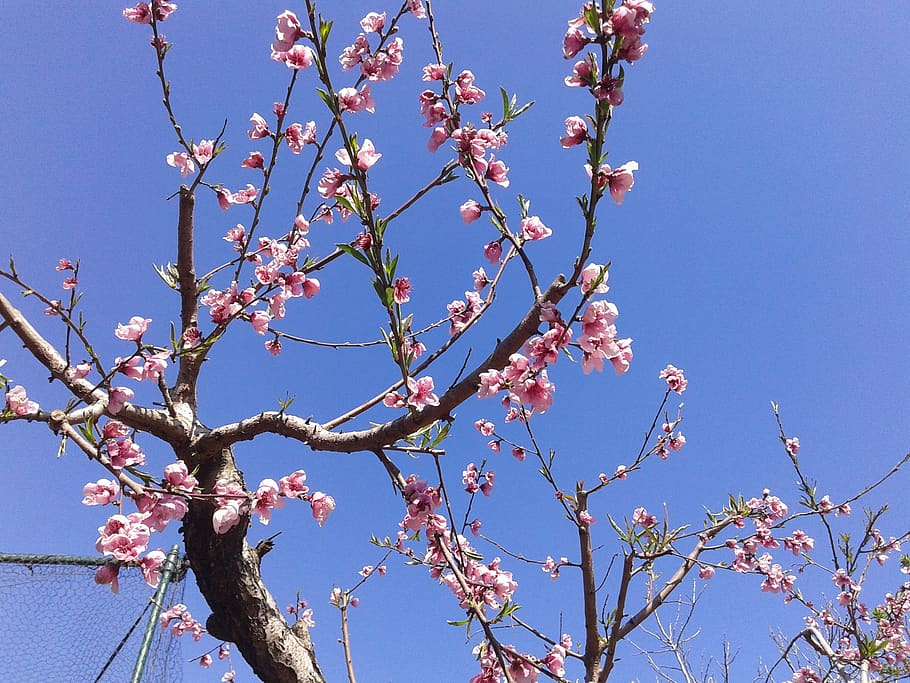 peach flowers, tree, spring, branch, flowering plant, low angle view HD wallpaper
