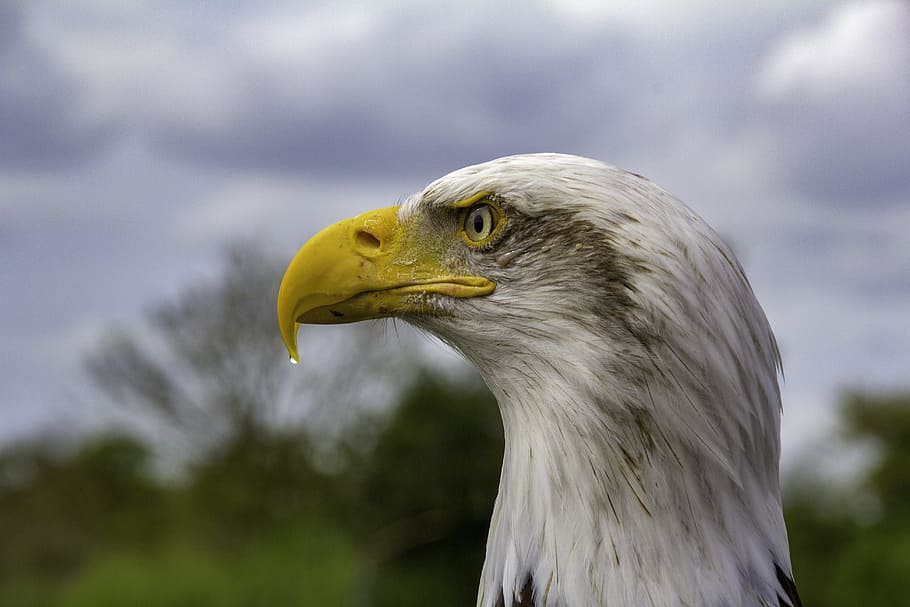 bird, feather, beak, bald eagle, nature, hawk conservancy, raptor HD wallpaper
