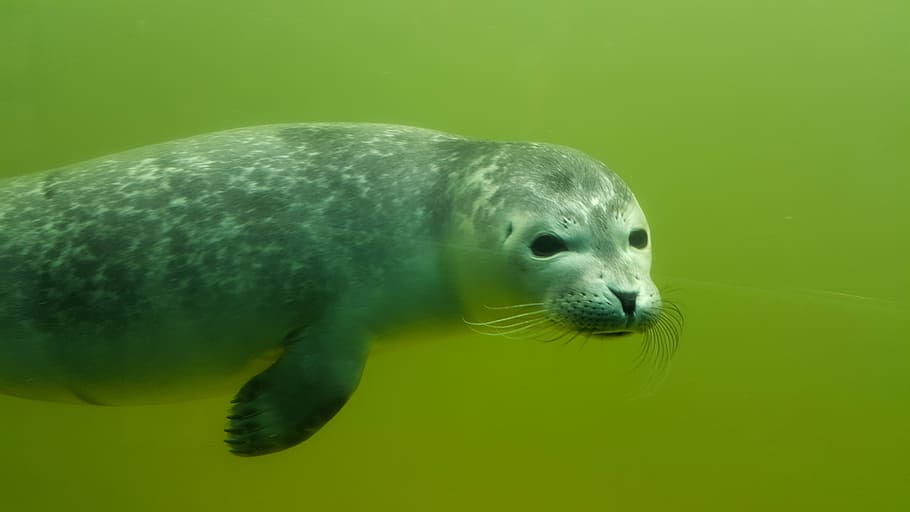 photo of gray sea lion underwater, robbe, howler, nature, seal, HD wallpaper