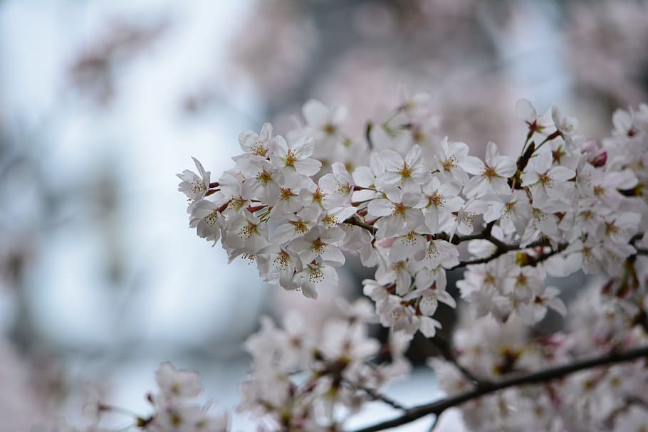 Full blossom. Весеннее чудо. Расцвет прессики. Вишневый Расцвет.