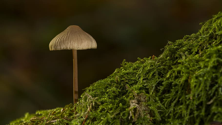 mushroom, sponge, moss, fungus, growth, nature, toadstool, forest HD wallpaper