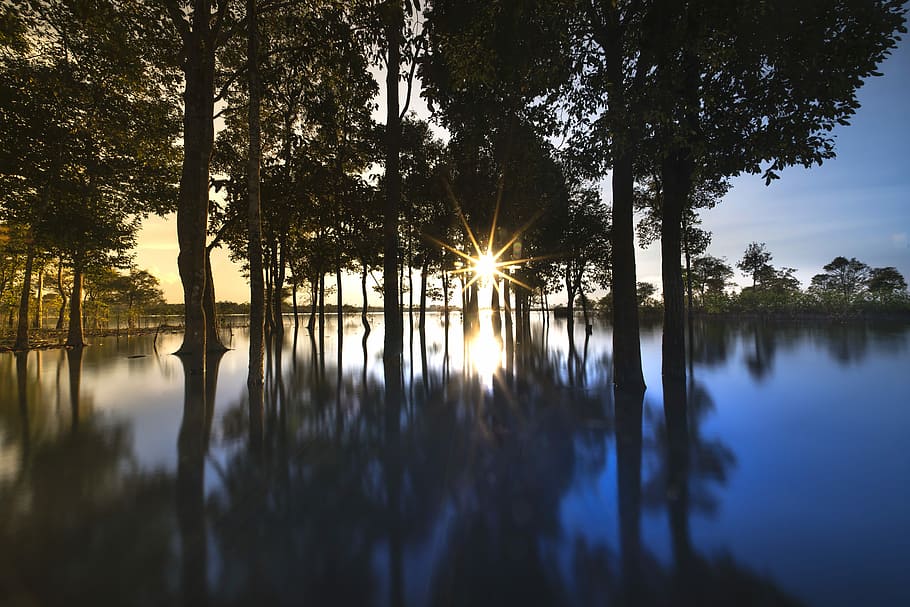 silhouette photography of trees on body of water, sunset, outdoor HD wallpaper