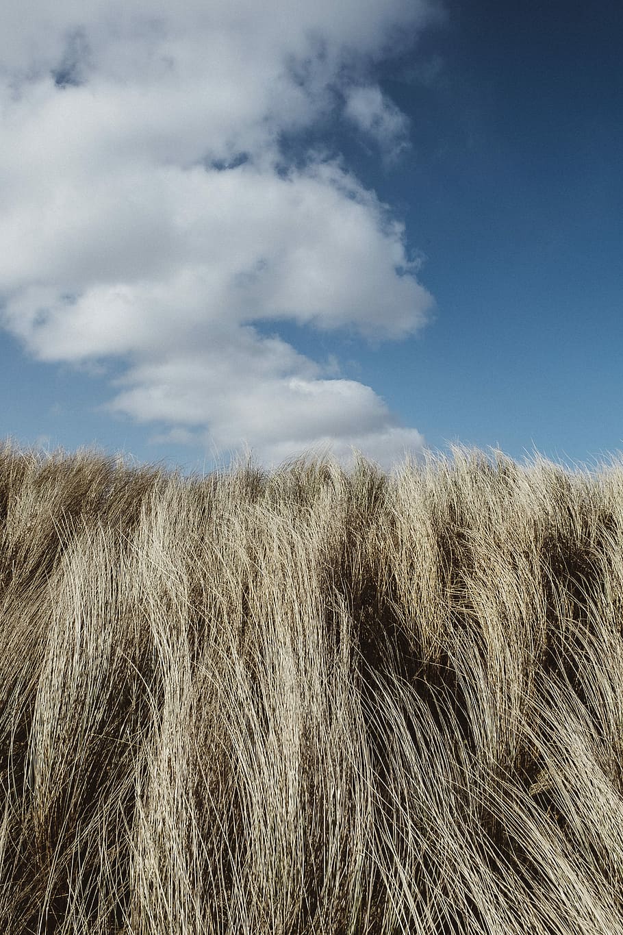 tall grass under cumulus clouds, untitled, sky, blue sky, dune grass, HD wallpaper