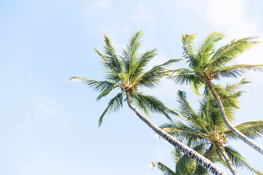 palm trees, three, coconut, plant, nature, farm, blue, sky HD wallpaper