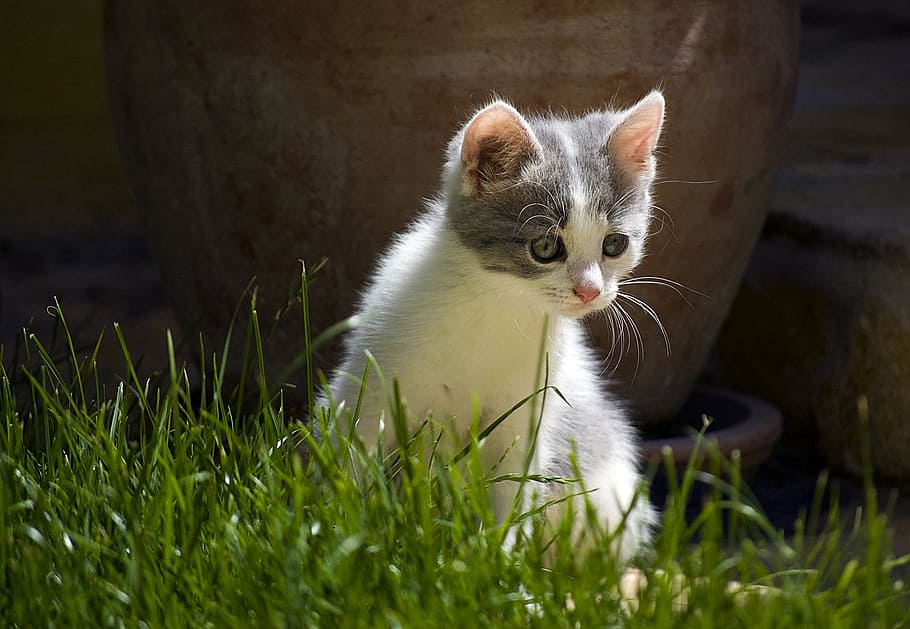 photography of cat on weeds, kitten, cute, pets, animal, mammal HD wallpaper