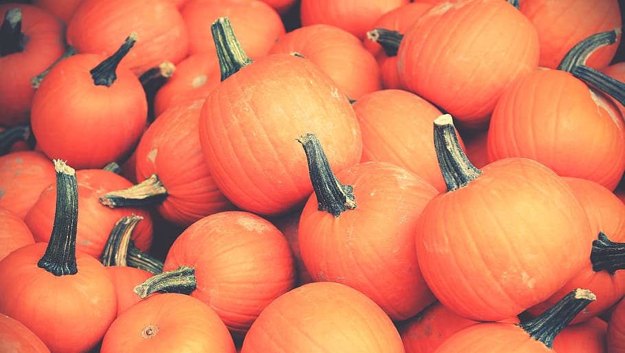 low light photography of pumpkin lot, orange pumpkin photography HD wallpaper
