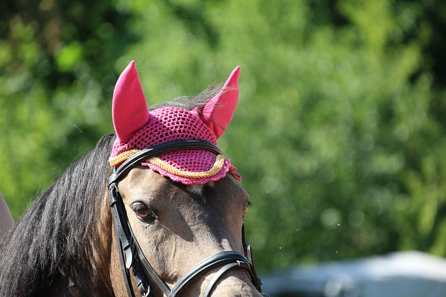 Horse, Head, Fly, Caps, fly caps, one animal, domestic animals HD wallpaper