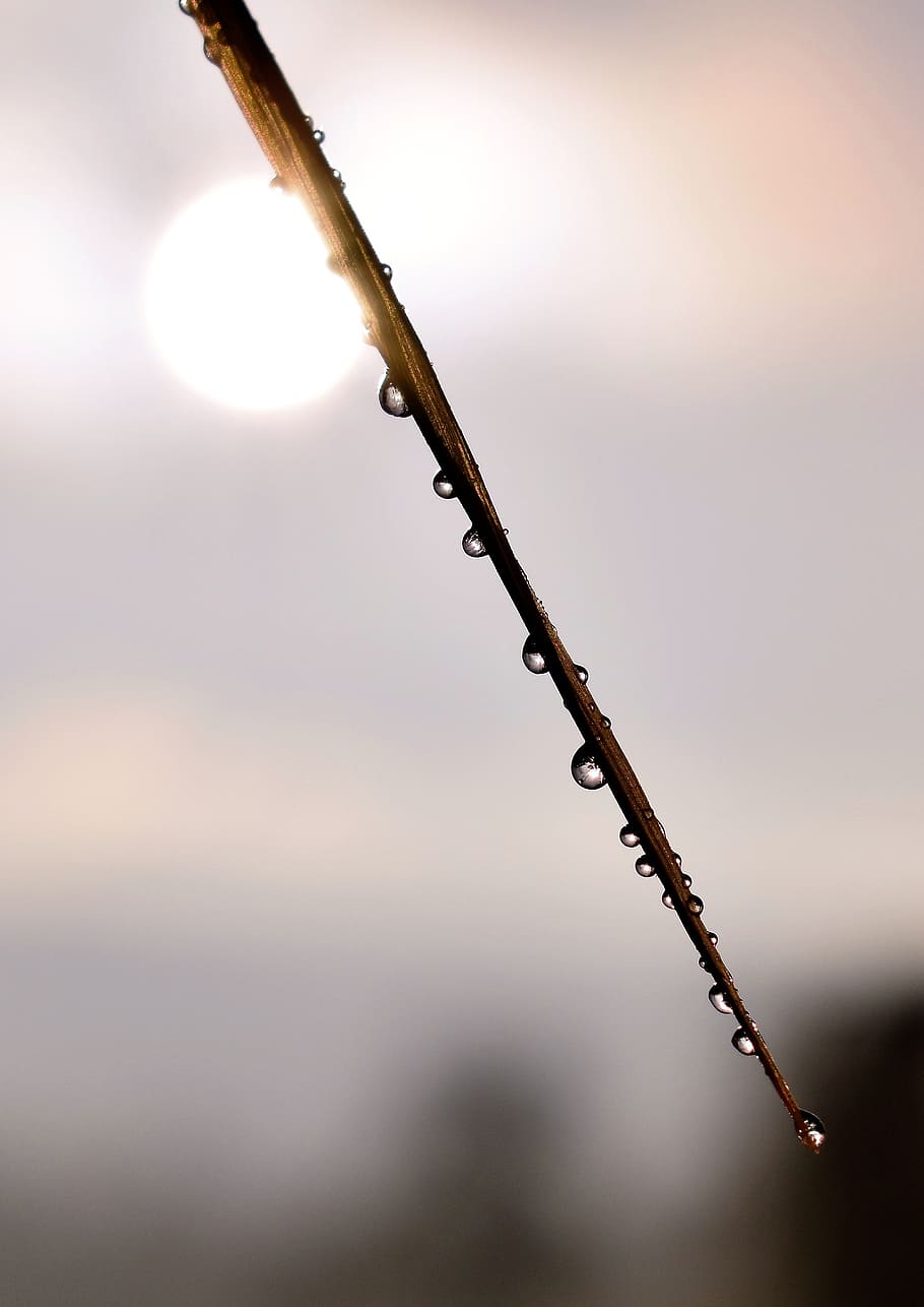 drip, dew, dewdrop, leaf, grass, drop of water, autumn, morgentau HD wallpaper