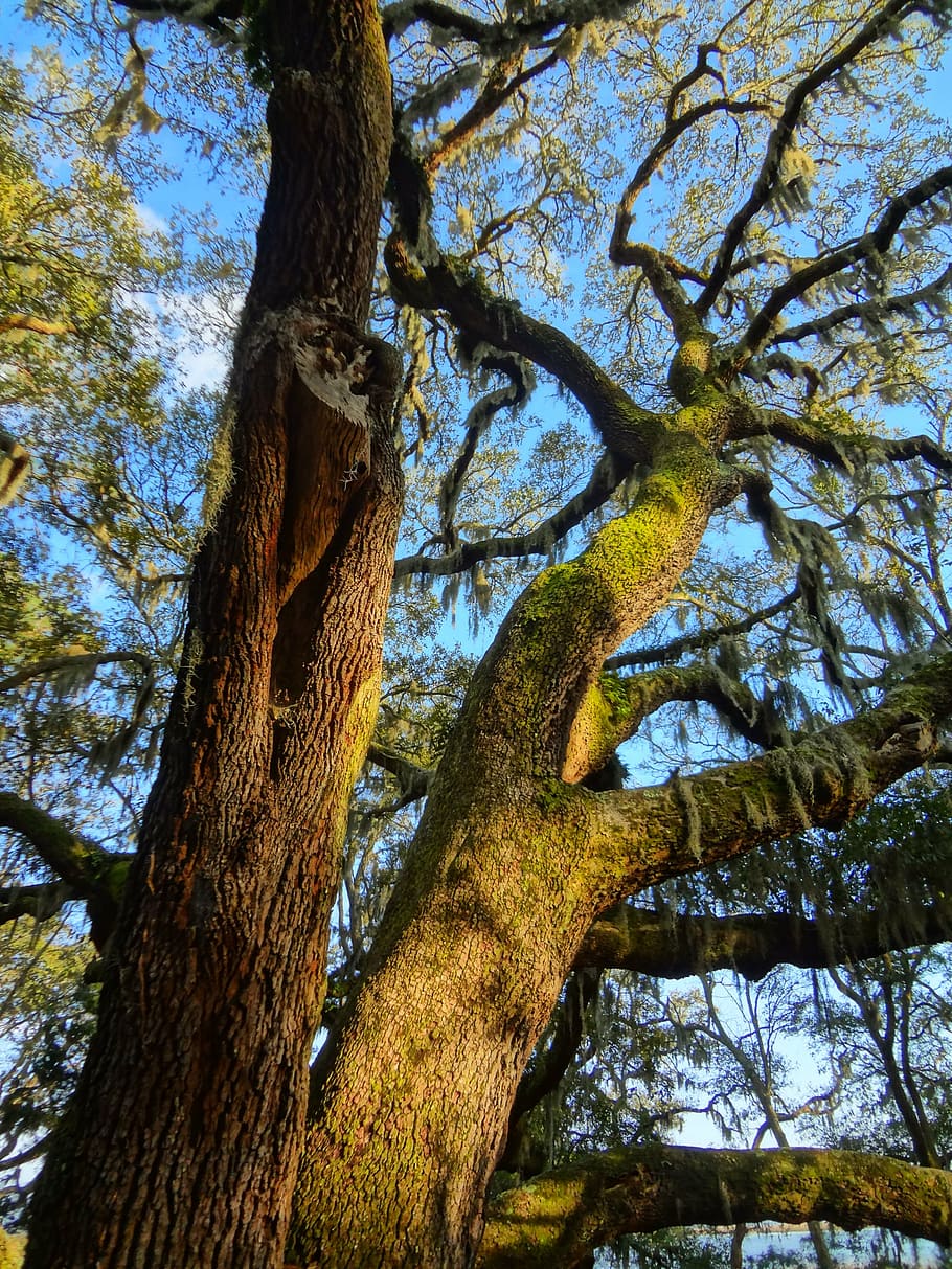 oak, trees, nature, branch, wood, environment, trunk, growth HD wallpaper