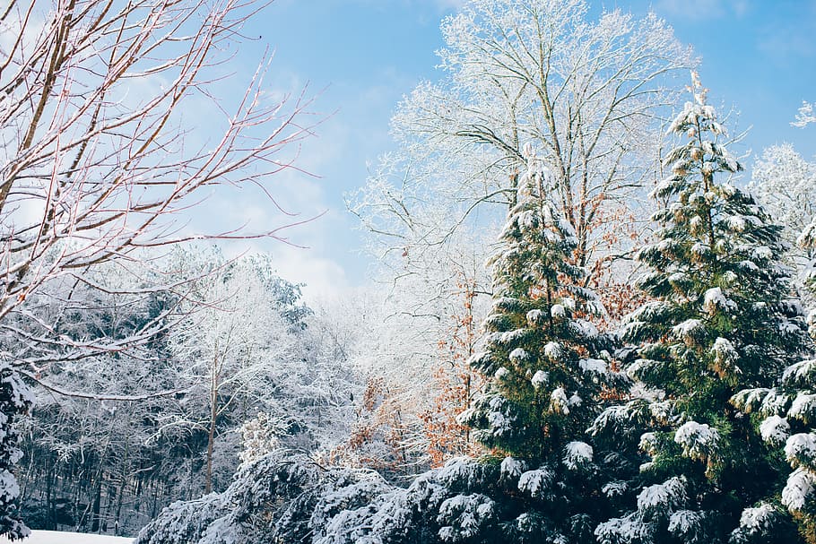 green pine trees during snow season, green pine trees, covered HD wallpaper