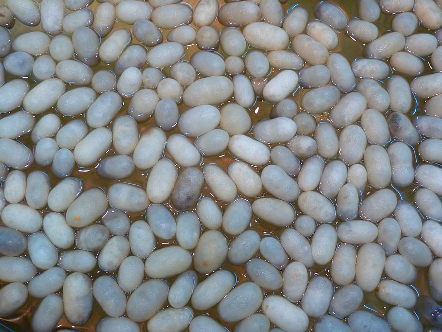 Silkworm, Cocoons, Track, silkworm cocoons, cooked, silk production HD wallpaper