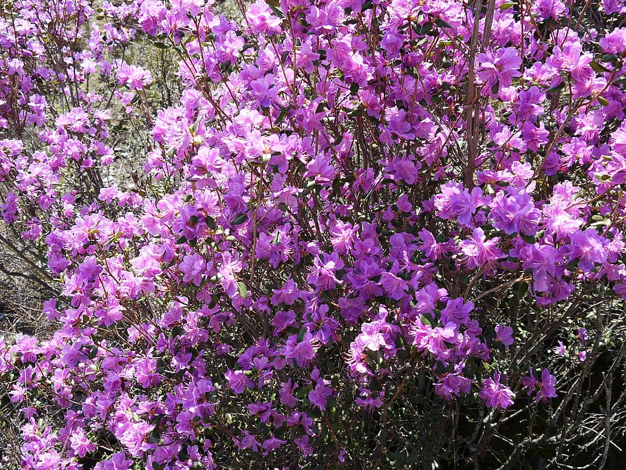 Altai, Spring, Labrador Tea, flower, purple, nature, fragility HD wallpaper