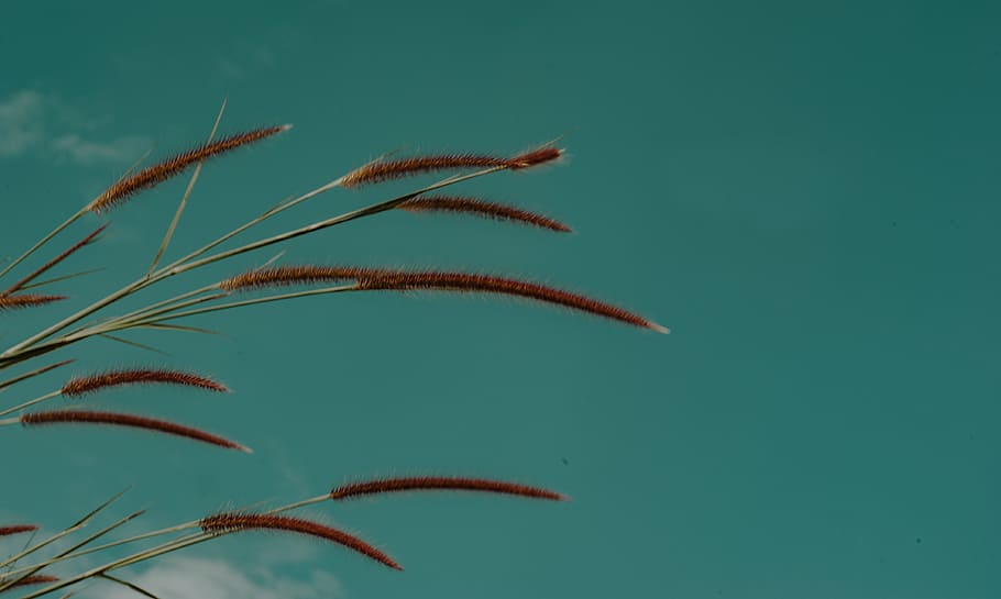 Green Grass Focus Photo, blooming, close-up, clouds, colors, environment HD wallpaper