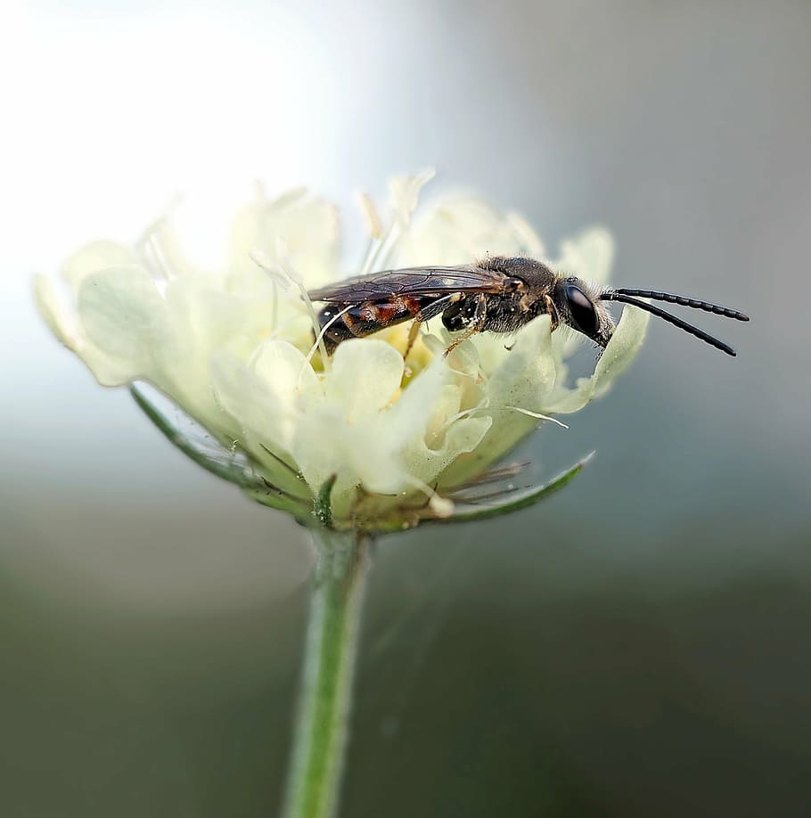 insect, plant, nature, macro, close-up, animal, invertebrate HD wallpaper