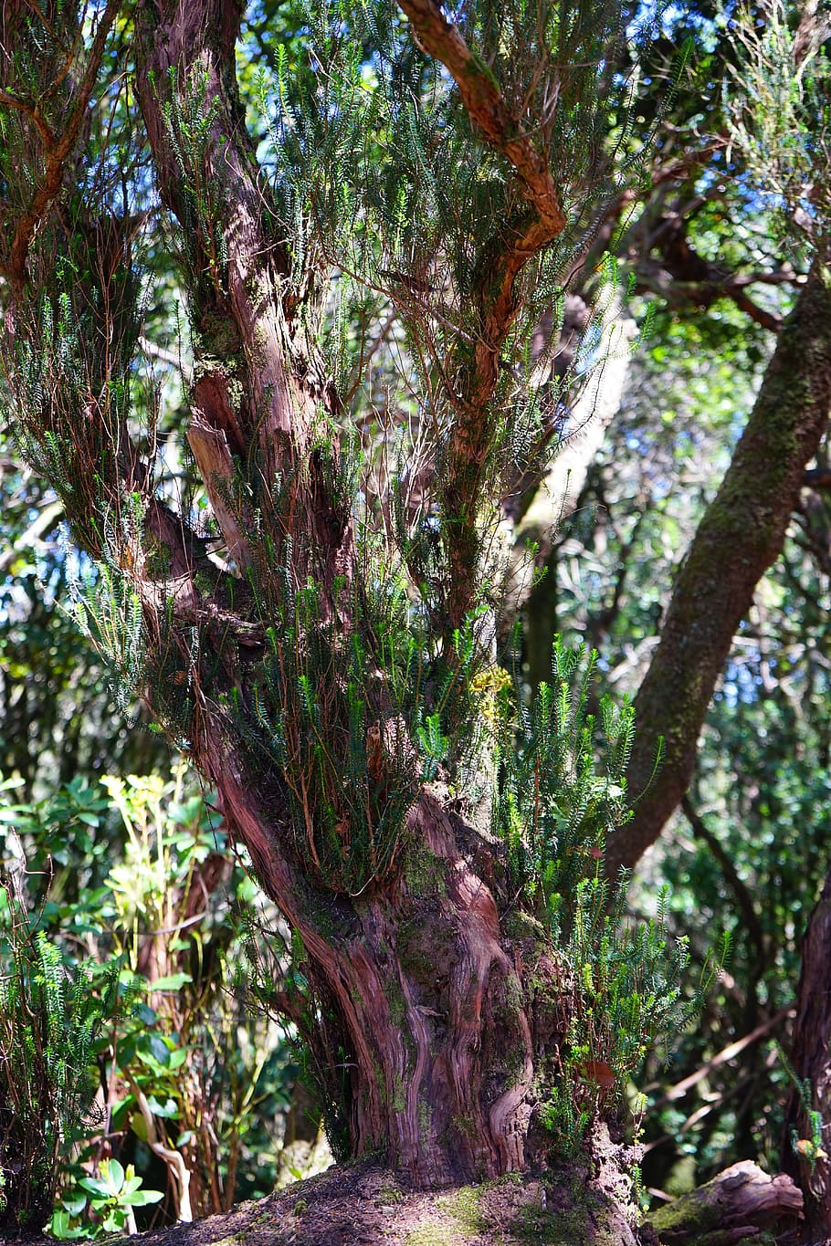 tree heath, forest, erica arborea, old, tenerife, anaga landschaftspark