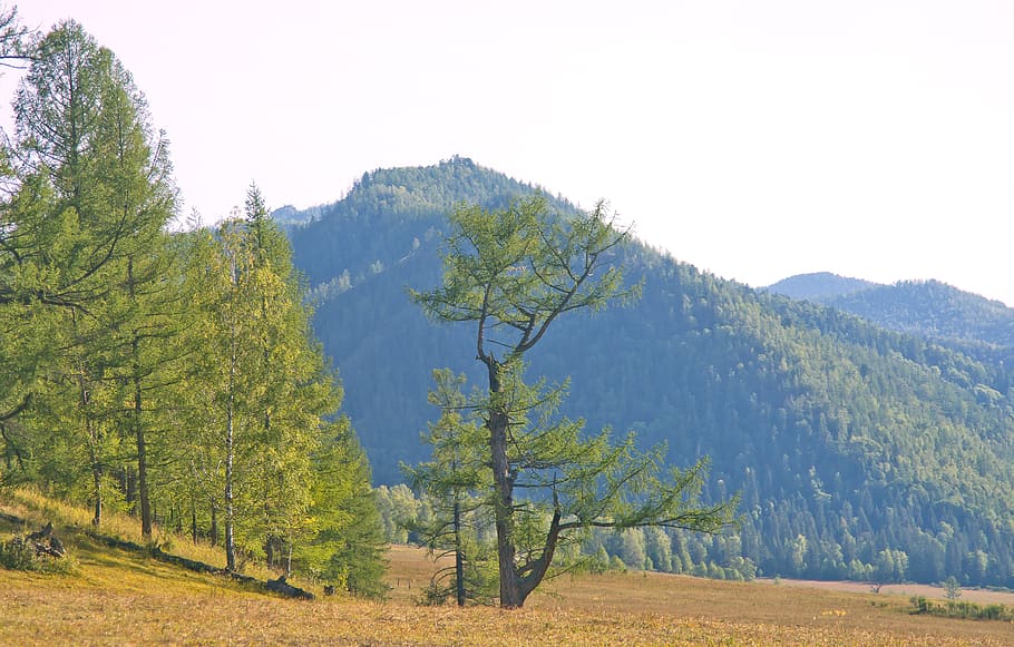 nature, tree, landscape, sky, travel, hill, sunny, beautiful HD wallpaper