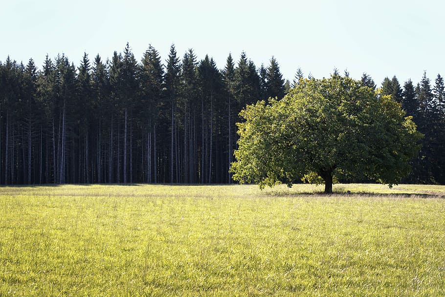 green leafed tree near green grass, trees, field, nature, summer HD wallpaper
