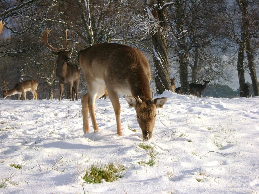deer, snow, feeding, cold temperature, mammal, winter, animal HD wallpaper