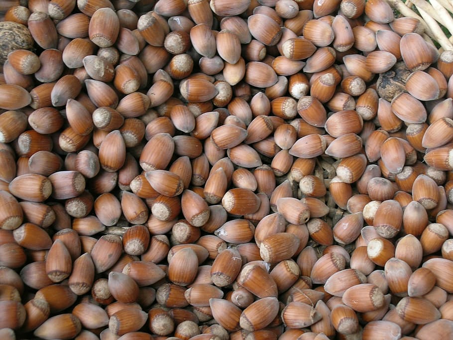 Hazelnuts, Brown, food and drink, large group of objects, abundance HD wallpaper