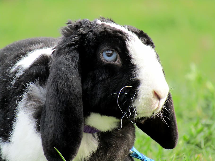 rabbit, bunny, cute, ušák, white, stunted, aries, handle HD wallpaper