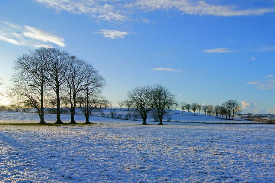 snow field land with bare trees under blue sky during daytime HD wallpaper