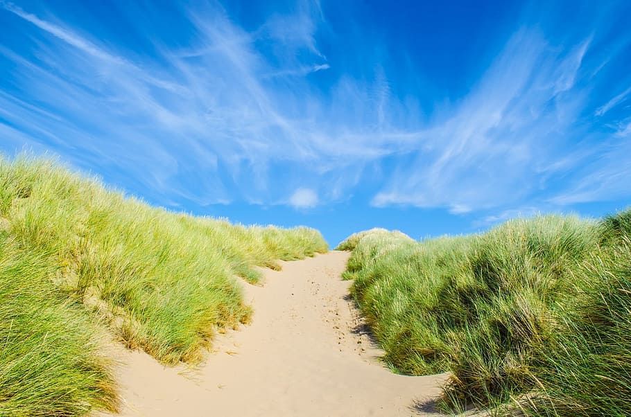 green grass field under sunny sky, plant, sand, beach, blue HD wallpaper
